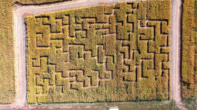 corn maze at the lafayette pumpkin patch