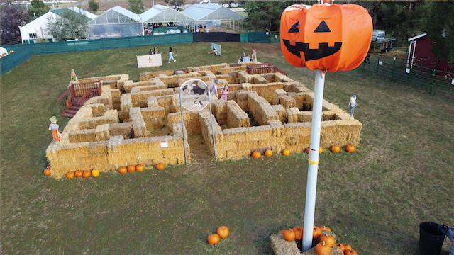 straw maze at the pumpkin patch in lafayette