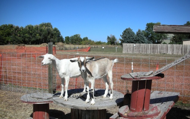 goats at Cottonwood Farms pumpkin patch