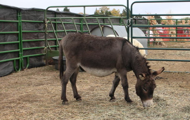 rocco the donkey, ond of many animals at the pumpkin patch