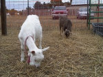 farm animals goats